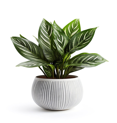 Inicio dessert bloom