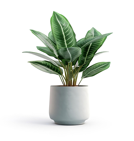 Inicio house plant